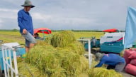 Xử lý lượng rơm khổng lồ tại miền Tây bằng... giải pháp sinh học
