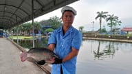Từ HTX ở Hải Dương nuôi cá rô phi lớn nhất miền Bắc, xuất khẩu 50 tấn/ngày sang Mỹ, làm gì 'đánh thức' tiềm năng nuôi cá rô phi tại Việt Nam?