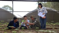 Sâm Ngọc Linh Sơn La  - Hàm lượng 'vàng' và tác dụng dược lý quý giá 