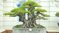 Học viện Nông nghiệp Việt Nam tổ chức Festival hoa, cây cảnh quy mô lớn