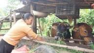 Nông dân Kon Tum phấn chấn bởi bò khỏe, đẻ đều, thu nhập tốt hơn nhờ đầu tư Quỹ Hỗ trợ nông dân hiệu quả