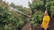 Trước khi sáp nhập với tỉnh Bắc Ninh, tỉnh Bắc Giang có thêm 3 mã số vùng trồng vải thiều xuất khẩu sang Mỹ, sau sáp nhập có gọi là 'vải thiều Bắc Ninh'?
