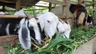 Đồng Nai: Vay vốn đúng lúc, nuôi dê đúng cách, người dân Tân Phú thoát nghèo 'chắc như bắp'
