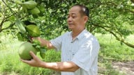 Hoàn tất đánh giá rủi ro, trái bưởi Việt Nam muốn xuất khẩu vào Australia cần tuân thủ điều kiện gì?
