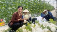 Hội Nông dân Bắc Giang tư vấn để nông dân, HTX, doanh nghiệp làm đúng 5 yếu tố, 3 nguyên tắc cho sản phẩm OCOP