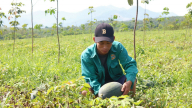 Tưởng xanh vỏ mà đâu có đỏ lòng, dân trồng dưa hấu ở Quảng Bình phát nản vì điều này
