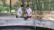 Đà Nẵng: Nuôi cá đặc sản dày đặc, mô hình tăng thu nhập, giảm nghèo bền vững cho người dân Hòa Bắc