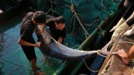 Chỉ 5 ngày vươn khơi, tàu cập bến với toàn cá to bự, một ngư dân Nghệ An bỏ túi 700 triệu đồng 
