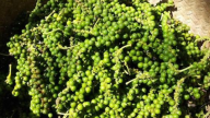 Chuyên gia cảnh báo gì nếu giá tiêu 'thủng' mốc 150.000 đồng/kg?