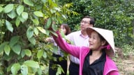 Nông dân ở Quảng Nam vay vốn chính sách nuôi đủ loại con, trồng cây ăn quả vươn lên thoát nghèo