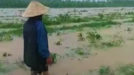 Nghệ An: Mưa xối xả, nước dâng cao nhấn chìm ruộng dưa hấu, dân bản nói mất hết rồi