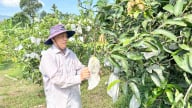 Trồng cây đặc sản trên đất cằn cỗi, hái toàn quả ngon ngọt, một nông dân Đà Nẵng khá giả hẳn lên