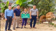  Hội viên nông dân nghèo được hỗ trợ bò sinh sản để phát triển kinh tế 