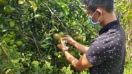 Vay vốn ưu đãi trồng cam, bưởi, ổi và chăn nuôi, nhiều nông dân ở Huế 'đút túi' cả trăm triệu mỗi năm  