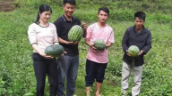 Dưa hấu kết trái ở vùng cao, thêm hướng làm giàu cho người dân Pa Tần