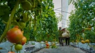 Địa phương nào ở Bắc Giang dẫn đầu về sản phẩm OCOP?