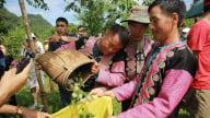 Ngày hội hái quả mận hậu Mộc Châu, nơi hội tụ hương vị ngọt ngào và bản sắc văn hóa