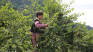 Du lịch sinh thái 'thắp sáng' cuộc sống đồng bào dân tộc vùng cao Sơn La