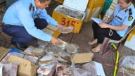  Quảng Bình: Thu giữ gần 270kg chả cá, tôm, nội tạng động vật không rõ nguồn gốc