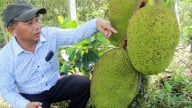 Khi đất biết 'nói', cái nghèo phải rút lui nhờ kỳ tích của những nông dân tỷ phú không bằng cấp ở Bình Định