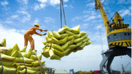Giá gạo giảm gần 19%, xuất khẩu gạo sang Indonesia giảm tới 97,9%, gạo Việt có lo không?