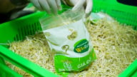WinEco và hành trình chuẩn hóa giá đỗ sạch: Từ nhà kính công nghệ cao đến bữa ăn an toàn của người Việt 