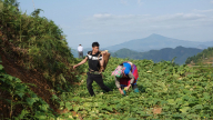 Trồng dưa bản địa, bà con người Mông ở Mù Cang Chải có thu nhập cao