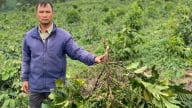 Một nông dân ở Lâm Đồng xót xa nhìn hàng chục hecta cà phê đang nuôi trái bị chặt phá không thương tiếc