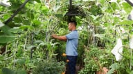 Kỹ sư Hà Nội làm vườn trên sân thượng, chỉ 100m2 mà có cá bơi, gà nhặt giun từ đất, rau xanh phủ khắp mặt sân