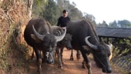 A Páo thoát nghèo bền vững nhờ mô hình kinh tế tổng hợp