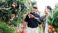 Là nước sản xuất quả vải lớn nhất thế giới, tại sao Trung Quốc vẫn mua 90% lượng vải xuất khẩu của Việt Nam?