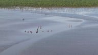 Trồng rừng ven biển: Hướng đi kép trong giảm nghèo và chống biến đổi khí hậu ở Thái Bình