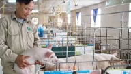 Tiêm phòng vaccine Dịch tả lợn châu Phi cho đàn lợn: Người chăn nuôi cần được tư vấn sát thực tế