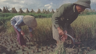 'Một hạt thóc, 40 khoản đóng góp' (Bài 8) - Nguyên Thứ trưởng Bộ Thông tin và Truyền thông chia sẻ