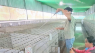 Giờ sáp nhập Cần Thơ cận kề, Hậu Giang có mô hình nuôi con động vật hoang dã, cứ bán 7,5 triệu/cặp