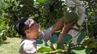 Về 'chung nhà' với Gia Lai, nông dân Bình Định mang theo những vườn rau, cây ăn trái chuẩn VietGAP, cho thu nhập đến 111,38–152,6 triệu đồng/ha