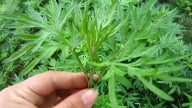 Những bài thuốc hay từ ngải cứu không phải ai cũng biết
