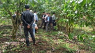 Người dân phản ánh cà phê rụng quả sau khi bón một loại phân NPK, ngành nông nghiệp Lâm Đồng vào cuộc kiểm tra