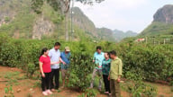 Liên kết sản xuất giúp đồng bào dân tộc thiểu số ở Sơn La vươn lên phát triển kinh tế bền vững