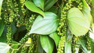 Doanh nghiệp xuất khẩu thận trọng khiến sức mua trên thị trường hạt tiêu chững lại
