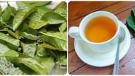 Uống nước lá ổi thay nước lọc hàng ngày có tốt?