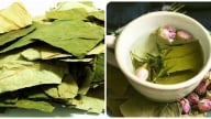 Nước lá sen có vô vàn tác dụng bảo sao nhiều người hãm trà, đun nước uống thay nước lọc hằng ngày