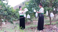 Nông thôn Tây Bắc: Sơn La ứng dụng khoa học vào sản xuất, thúc đẩy kinh tế vùng đồng bào dân tộc