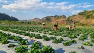 Nông thôn Tây Bắc: Tạo động lực cho sự phát triển kinh tế - xã hội vùng đồng bào dân tộc thiểu số