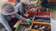 Nuôi cá rô đồng đặc sản bơi dày đặc như mưa rào dưới ao, trai Hải Phòng bán dễ như nhai kẹo, cầm 300 triệu/năm