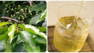 Uống nước lá vối có tác dụng gì?