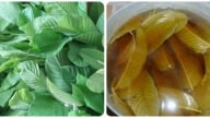 Uống nước lá ổi hàng ngày có tác dụng gì và cần lưu ý những gì?