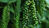 Đắk Lắk và Đắk Nông (cũ) vẫn là hai khu vực chốt mức giá hạt tiêu cao nhất hôm nay