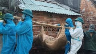 Đà Nẵng: Chủ tịch xã, phường phải chịu trách nhiệm nếu để dịch tả lợn châu Phi lan rộng