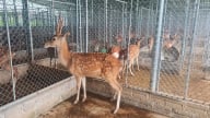 Nuôi con vật trước kia là động vật hoang dã, chàng trai trẻ Lào Cai giàu hẳn lên
